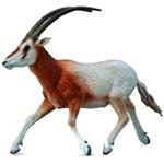 Collecta Scimitar Horned Oryx 88637 Size 2 Toys Doll
