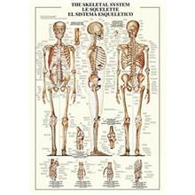 پازل 1500 تکه ریکوردی مدل The Skeletal System Ricordi The Skeletal System 1500Pcs Toys Puzzle