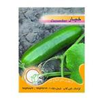 بذر خیار ارگانیک شرکت سبزینه